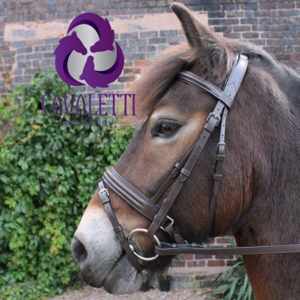 Cavaletti Flash Bridle