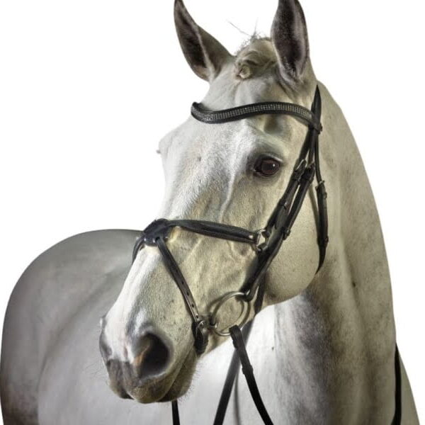 GFS Monarch Grackle Bridle
