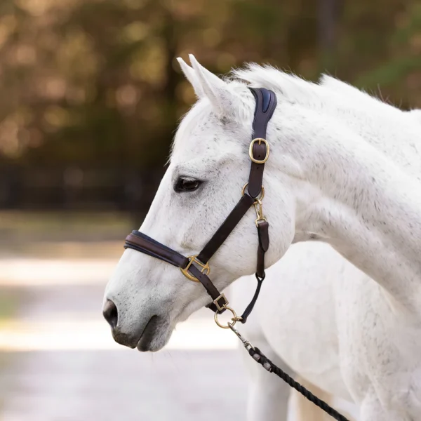 Ergonomic Halter with Black Padding
