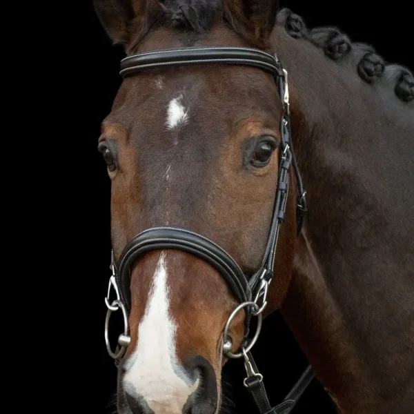 Bridle SP SP Dortmund