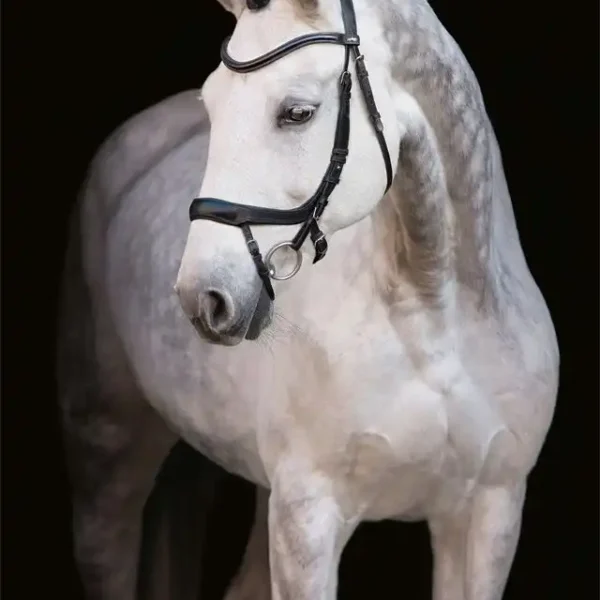 Bridle Equitus Alpha