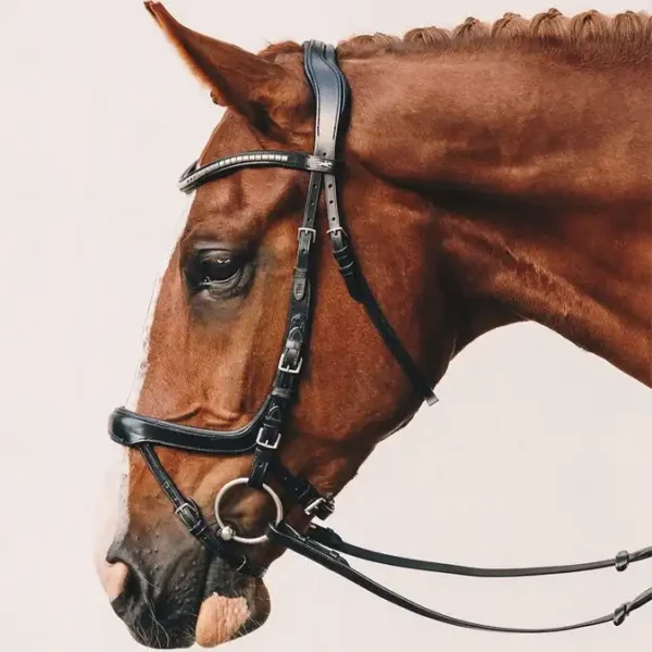Bridle Equitus Omega