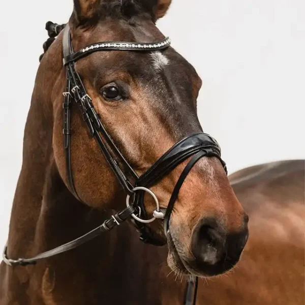 Bridle Brantford