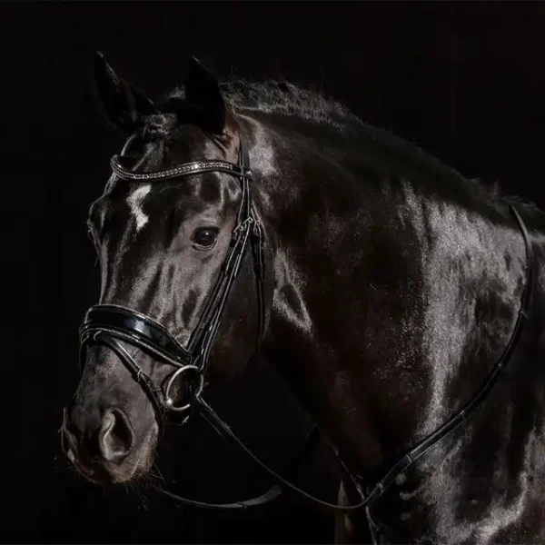 Bridle Stanford Glam