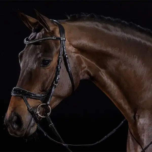 Bridle Equitus Beta Glam