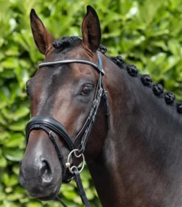 Stellazio Anatomic Snaffle Bridle with Flash - Image 6