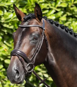 Stellazio Anatomic Snaffle Bridle with Flash - Image 10